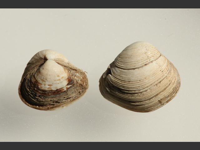 Corbula gibba Basket shell Marine Bivalve Images