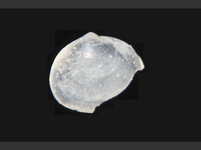 Hemilepton nitidum Shining coin shell Marine Bivalve Images