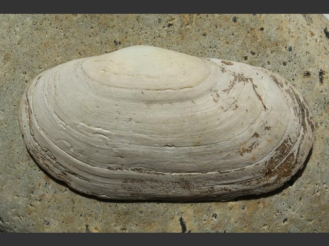 Lutraria angustior Narrow otter Shell