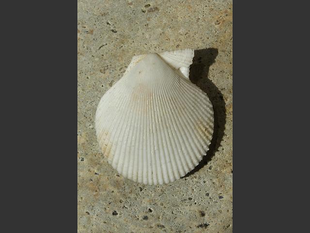 Mimachlamys varia synonym Chlamys varia White variegated Scallop Marine Bivalve Images