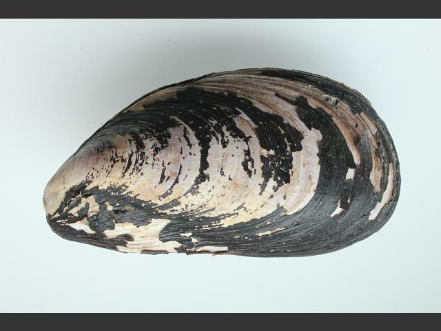 Modiolus modiolus Horse mussel Marine Bivalve Images