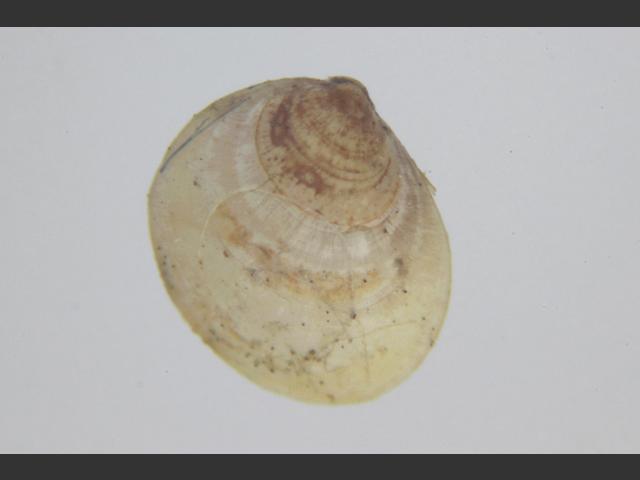 Montacuta substriata Montagus urchin shell Marine Bivalve Images