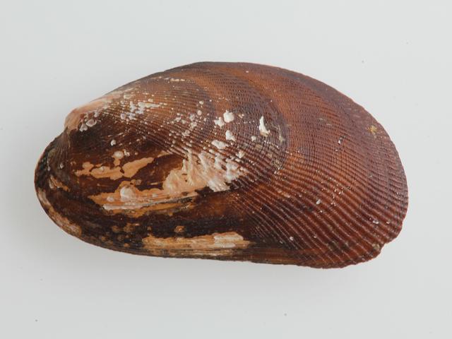 Musculus niger Black mussel Marine Bivalve Images
