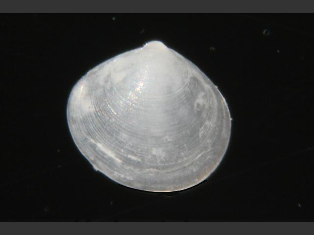 Neolepton sulcatulum Furrowed coin shell Marine Bivalve Images