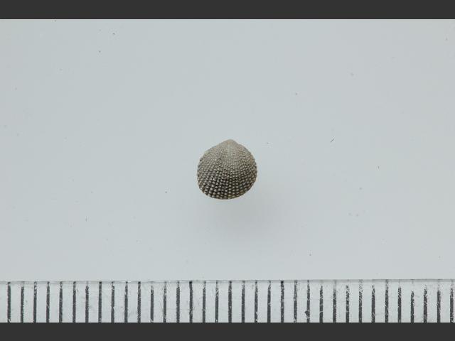 Parvicardium minimum Least cockle Marine Bivalve Images