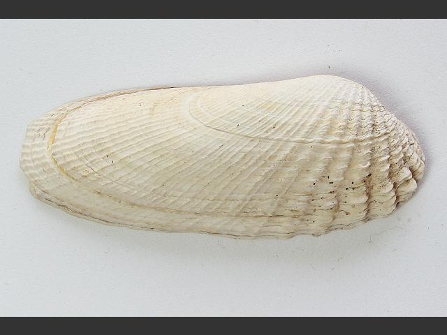 Petricolaria pholadiformis American piddock Marine Bivalve Images