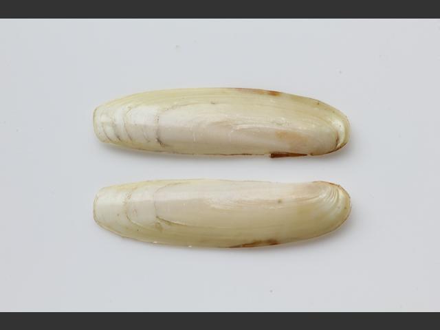 Phaxas pellucidus Transparent razor shell Marine Bivalve Images