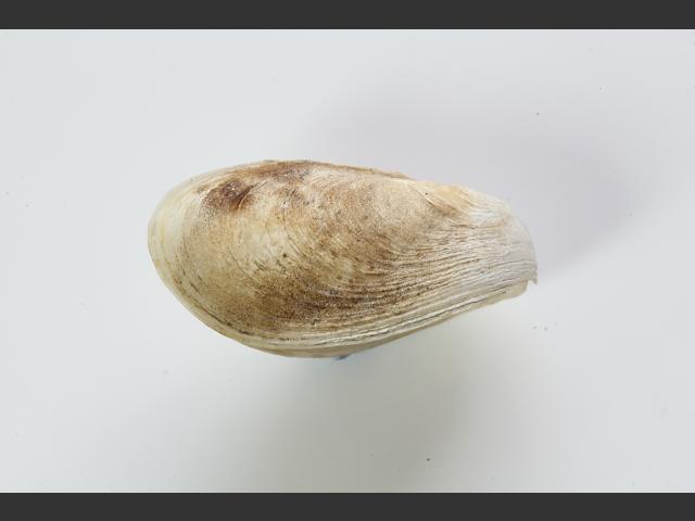 Rocellaria dubia Flask shell Marine Bivalve Marine Bivalve Images