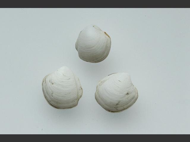 Thyasira flexuosa Flexuose cleftclam or Wavy hatchet-shell Marine Bivalve Images