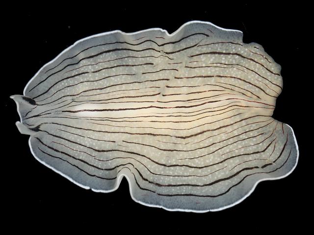 Prostheceraeus vittatus Banded Candy striped flatworm Marine Flatworm Images