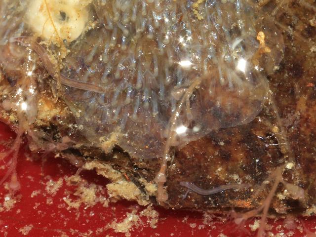 Marine Flatworm species needing identification Marine Flatworm Images