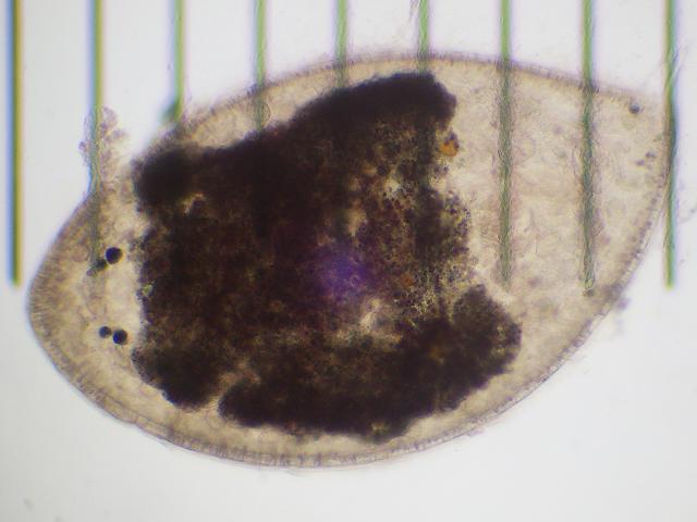 Marine Flatworm species to identify Images