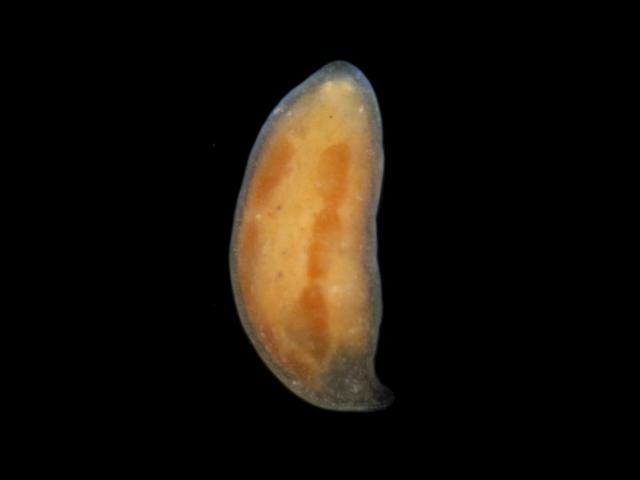 Orange striped marine flatworm Chimney Rocks Penzance turbellarian images