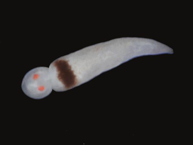 Marine Flatworm species on middleshore Bladder Wrack Cornwall to identify Images