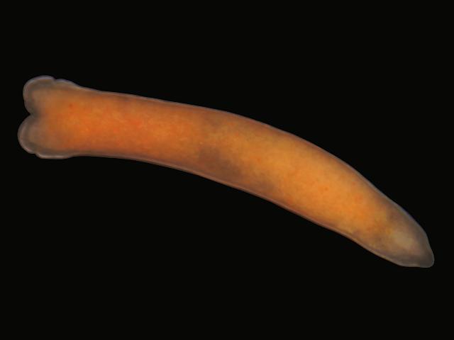 Astrotorhynchus bifidus orange lobed bifid anterior tail Marine flatworm Images