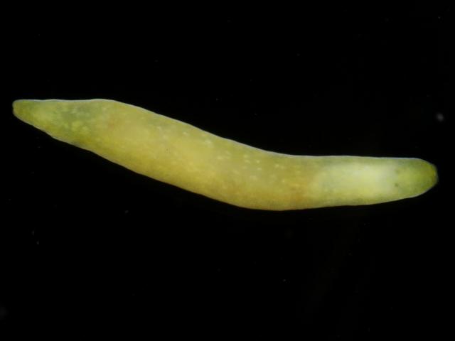 yellow Marine Flatworm croyde beach bioblitz devon species to identify Images