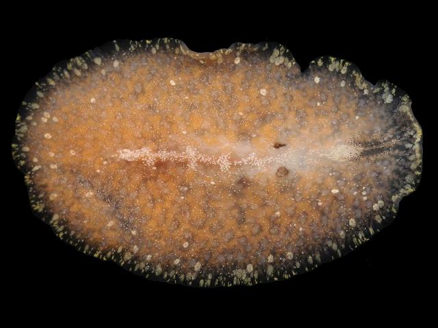 Cycloporus papillosus Platyhelminthes Polyclad turbellarian Marine Flatworm Images