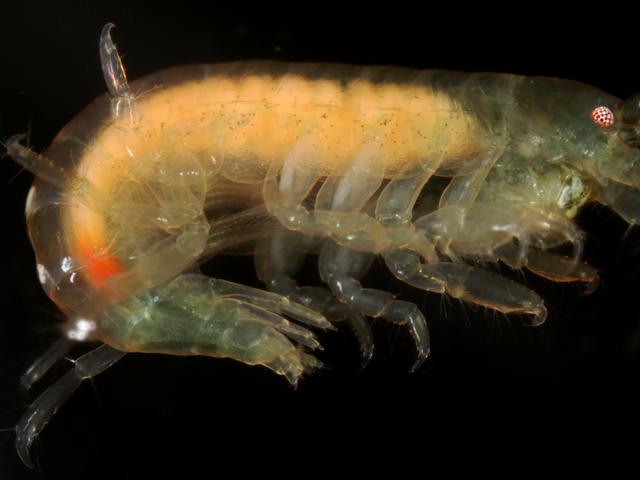 Fecampia erythrocephala Ampithoidae amphipod host Parasitic Crab Marine Flatworm Images
