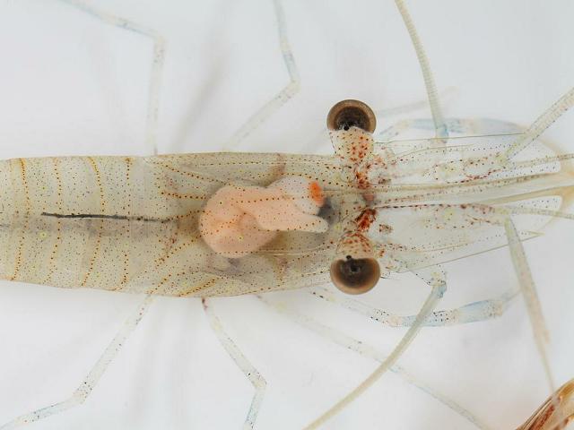 Fecampia erythrocephala Prawn host Parasitic Crab Marine Flatworm Images