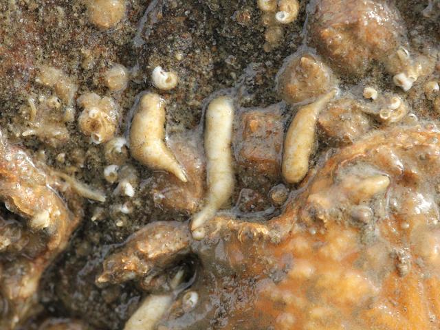 Fecampia erythrocephala A Parasitic Crab Flatworm Marine Flatworm Images