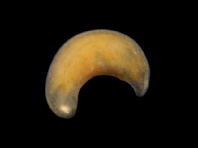 Small orange marine flatworm Hannafore Looe turbellarian images
