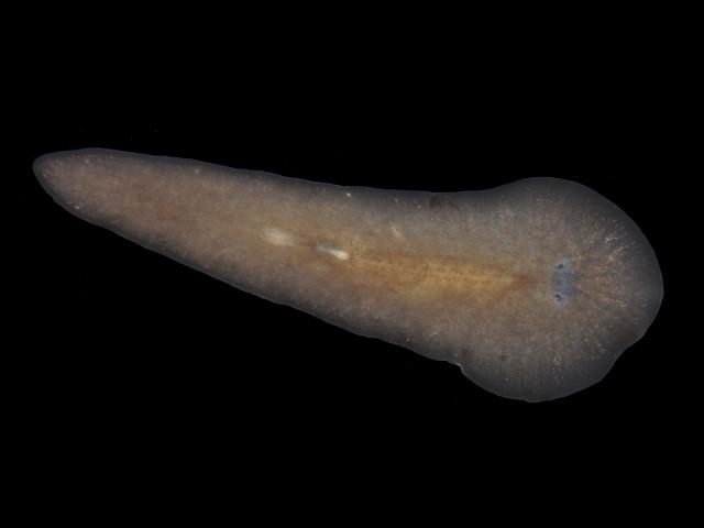 Leptoplana tremellaris Marine Flatworm Marine Flatworm Images