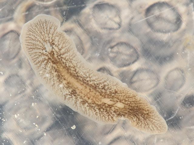 Leptoplana tremellaris A Marine Flatworm Marine Flatworm Images