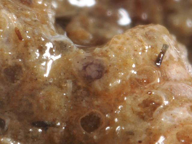 Microscopic Marine Flatworm Newlyn Cornwall Polyclad Triclad Turbellarian Images