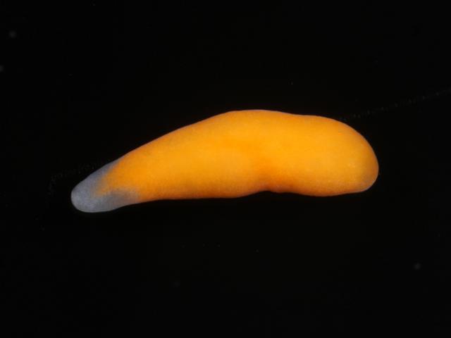 Marine Flatworm orange species to identify Images
