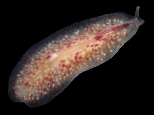 Oligocladus sanguinolentus polyclad turbellarian Platyhelminthes Marine Flatworm Images