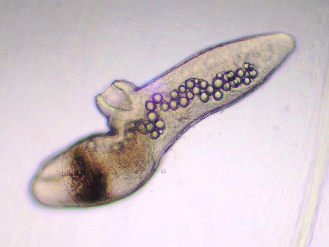 Macrostomid Macrostomidae Flatworm Marine Flatworm Images