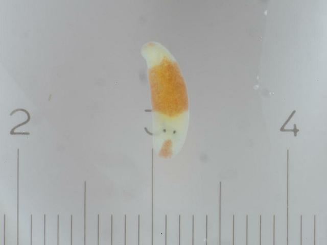 Orange white marine flatworm Images