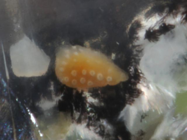 Small marine turbellarian fish Pearlsides Maurolicus muelleri Flatworm Images