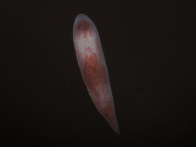 Plagiostomum Plagiostomid Plagiostomidae Marine Flatworm Images
