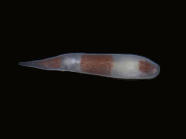 Plagiostomum vittatum Plagiostomid Plagiostomidae Marine Flatworm Images