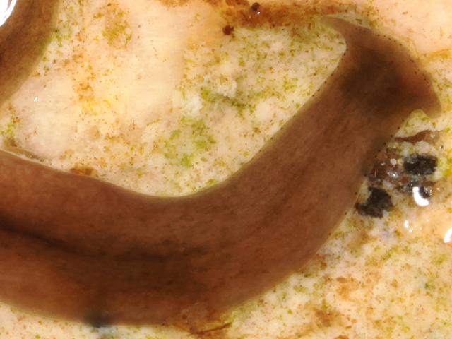 Polycelis felina freshwater triclad flatworm images