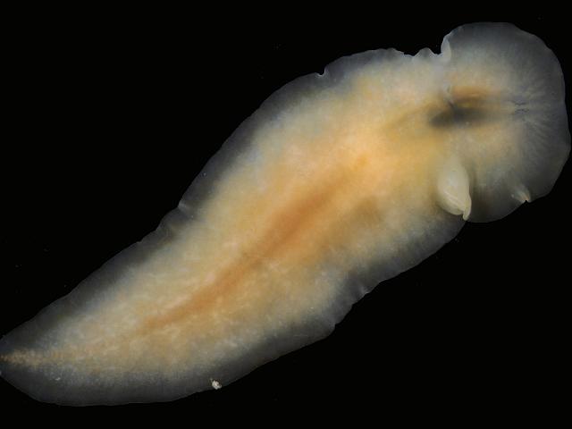 Prosthiostomum siphunculus Marine Flatworm polyclad turbellarian Images