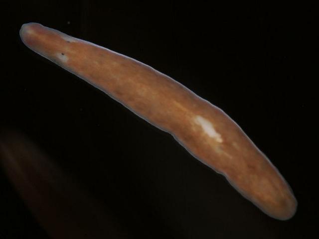 Sabussowia dioica Triclad tricladida turbellarian Marine Flatworm Images