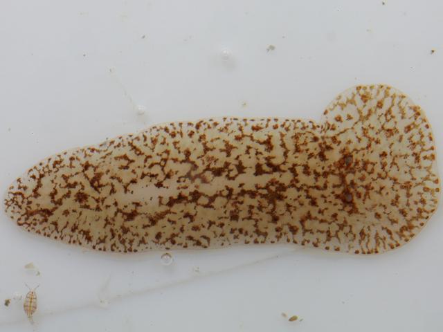 Comoplana species Stylochoplana maculata Marine Flatworm Polyclad Turbellarian Images