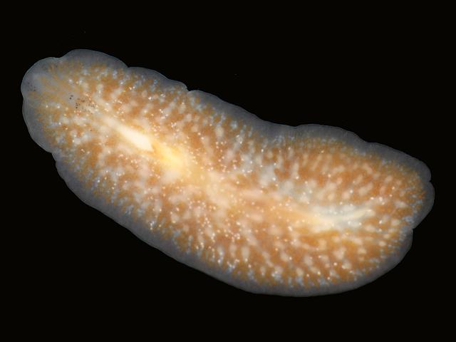 Stylostomum ellipse Polyclad turbellarian Marine Flatworm Images