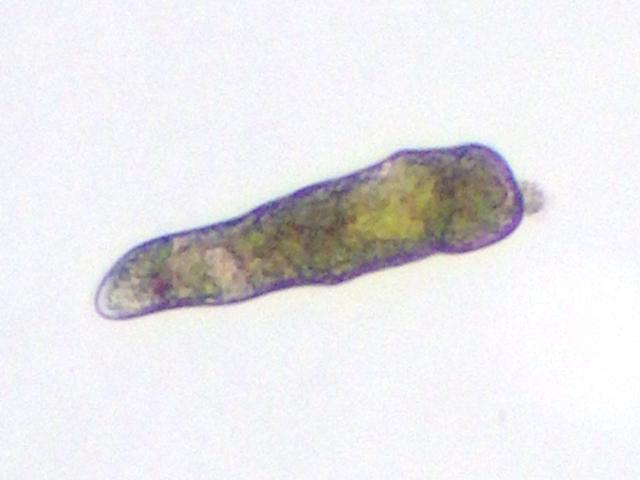 Symsagittifera roscoffensis corsicae convolutidae marine acoela green convolutid flatworm images
