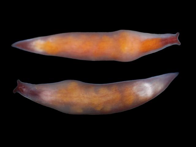 Vorticeros auriculatum plagiostomidae marine plagiostomid flatworm images