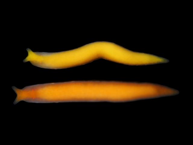 Vorticeros luteum plagiostomidae marine plagiostomid flatworm images