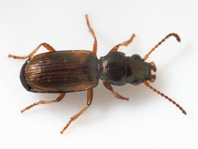 Cillenus lateralis carabid beetle coleoptera arthropod images