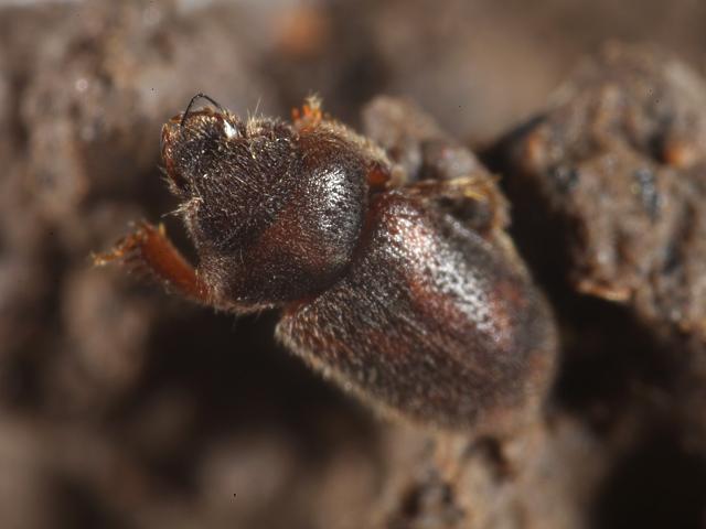 Heterocerus fenestratus Variegated Mud loving Beetle Heterocerid Heteroceridae Coleoptera Arthropod Images
