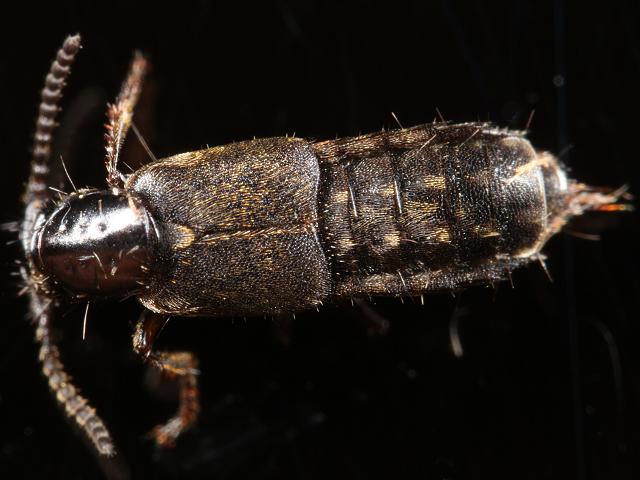 Staphylinid Rove beetle Staphylinidae Marine Coleoptera Images