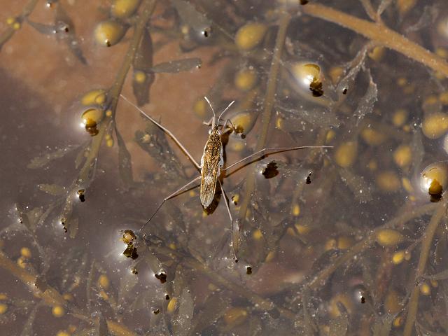 Gerris lacustris Common pond skater or Water Strider heteroptera arthropod images