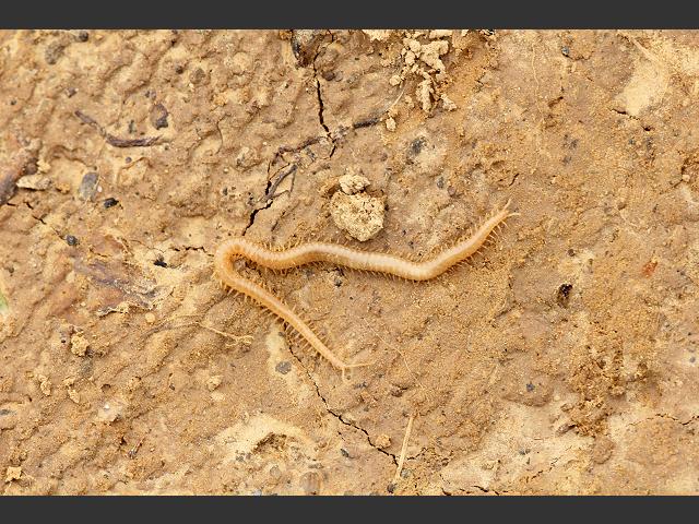 Stigmatogaster subterranea Himantariid Centipede Chilopoda Marine Arthropod Images