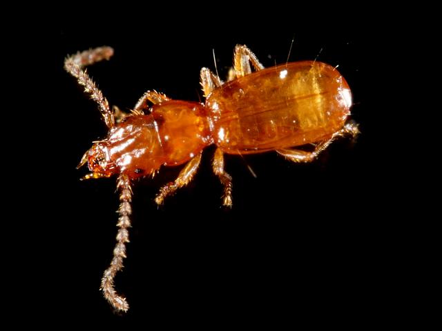 Aepus marinus carabidae carabid beetle coleoptera marine arthropod images