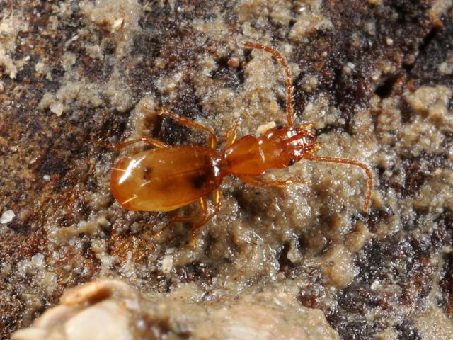 Aepus robinii marine carabid beetle carabidae coleoptera marine arthropod images